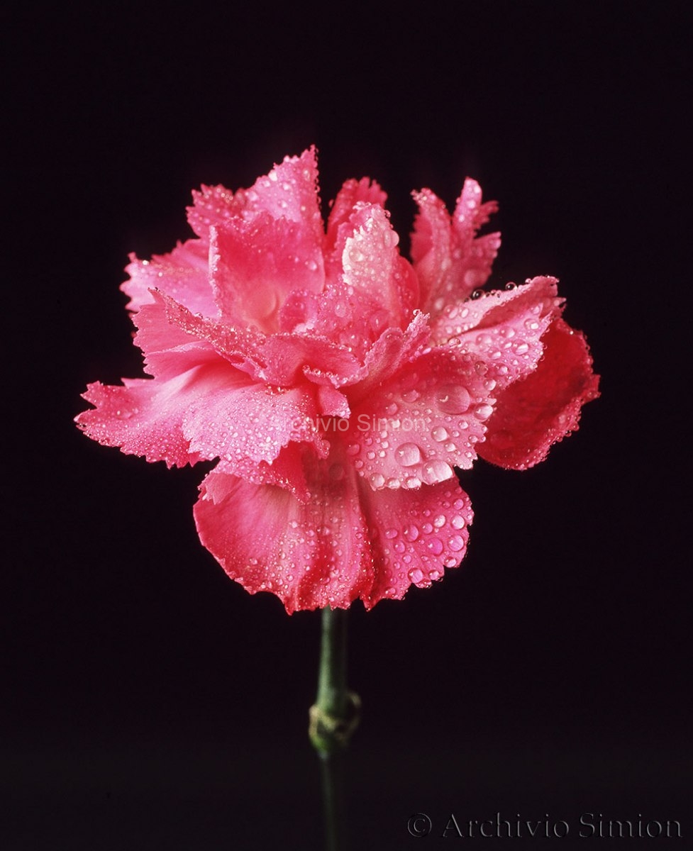 Botanica-fiori-60