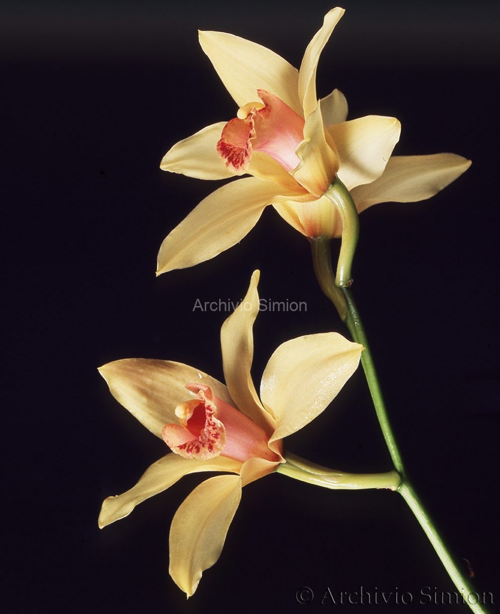 Botanica-fiori-orchidea-78