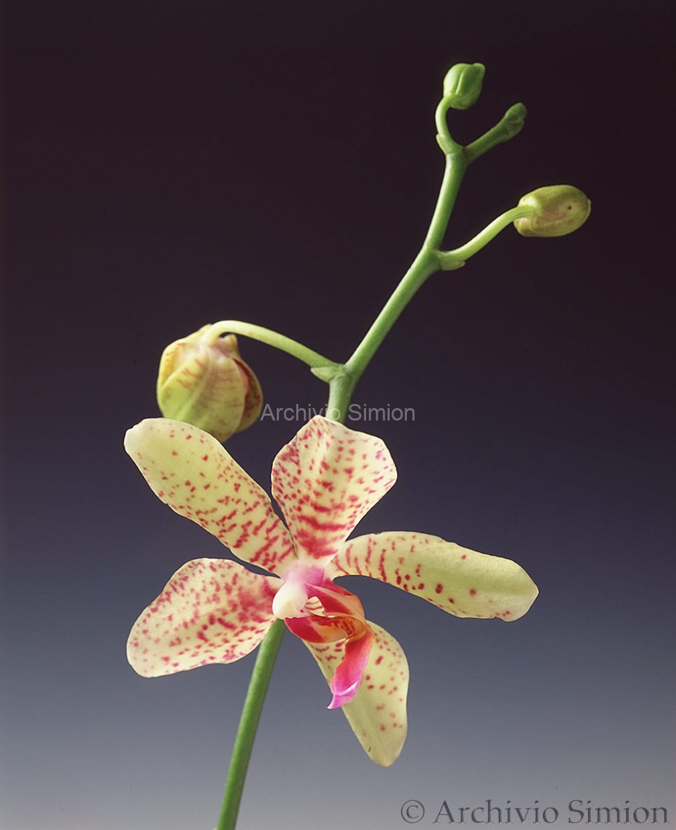Botanica-fiori-orchidea-83