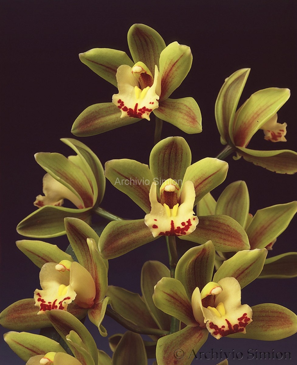 Botanica-fiori-orchidea-84