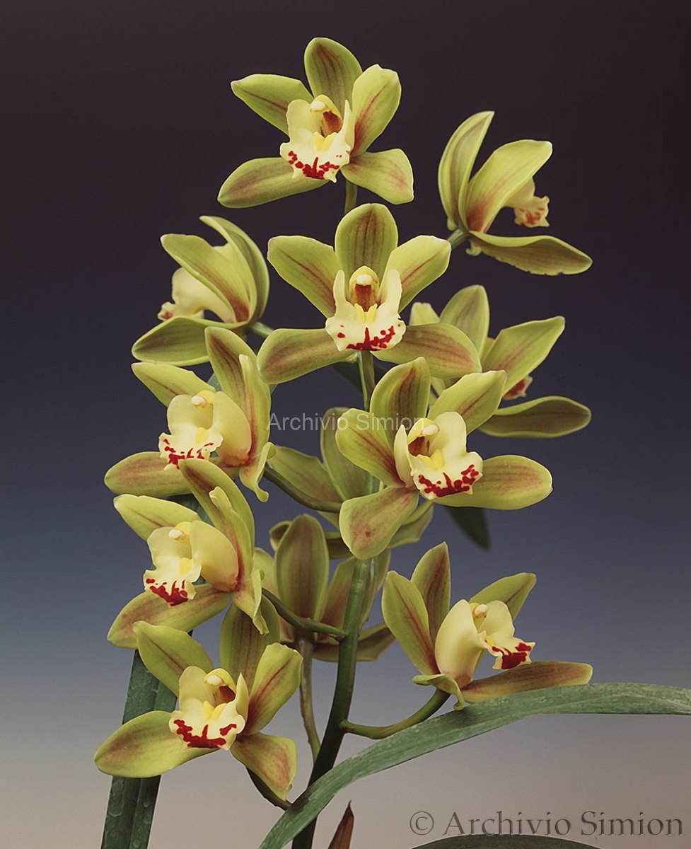 Botanica-fiori-orchidea-85