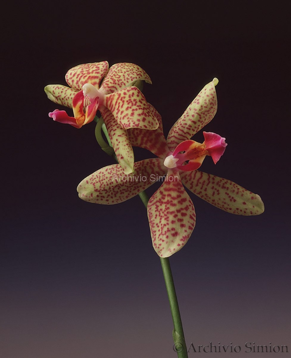 Botanica-fiori-orchidea-86