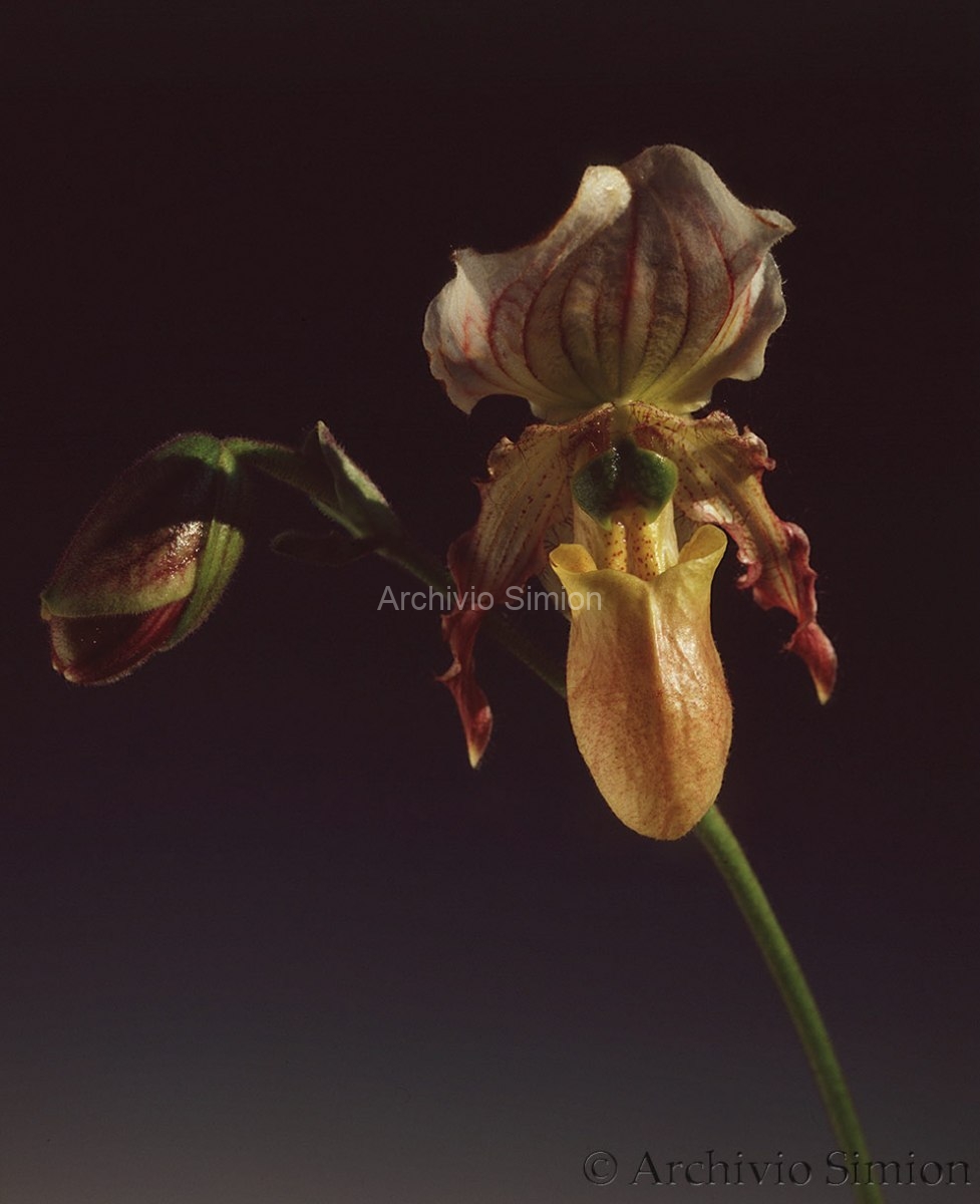 Botanica-fiori-orchidea-87