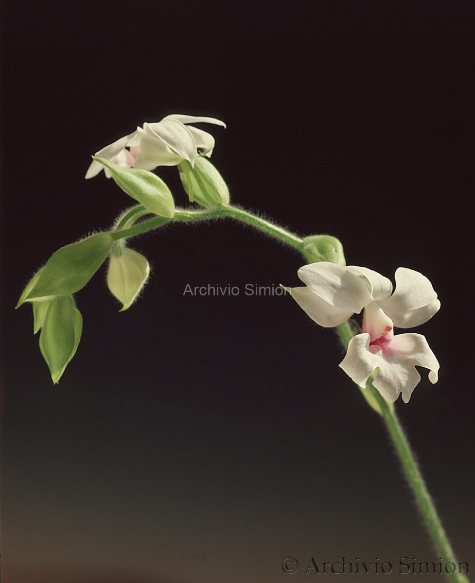Botanica-fiori-orchidea-88