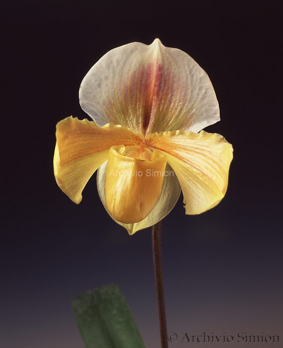 Botanica-fiori-orchidea-90