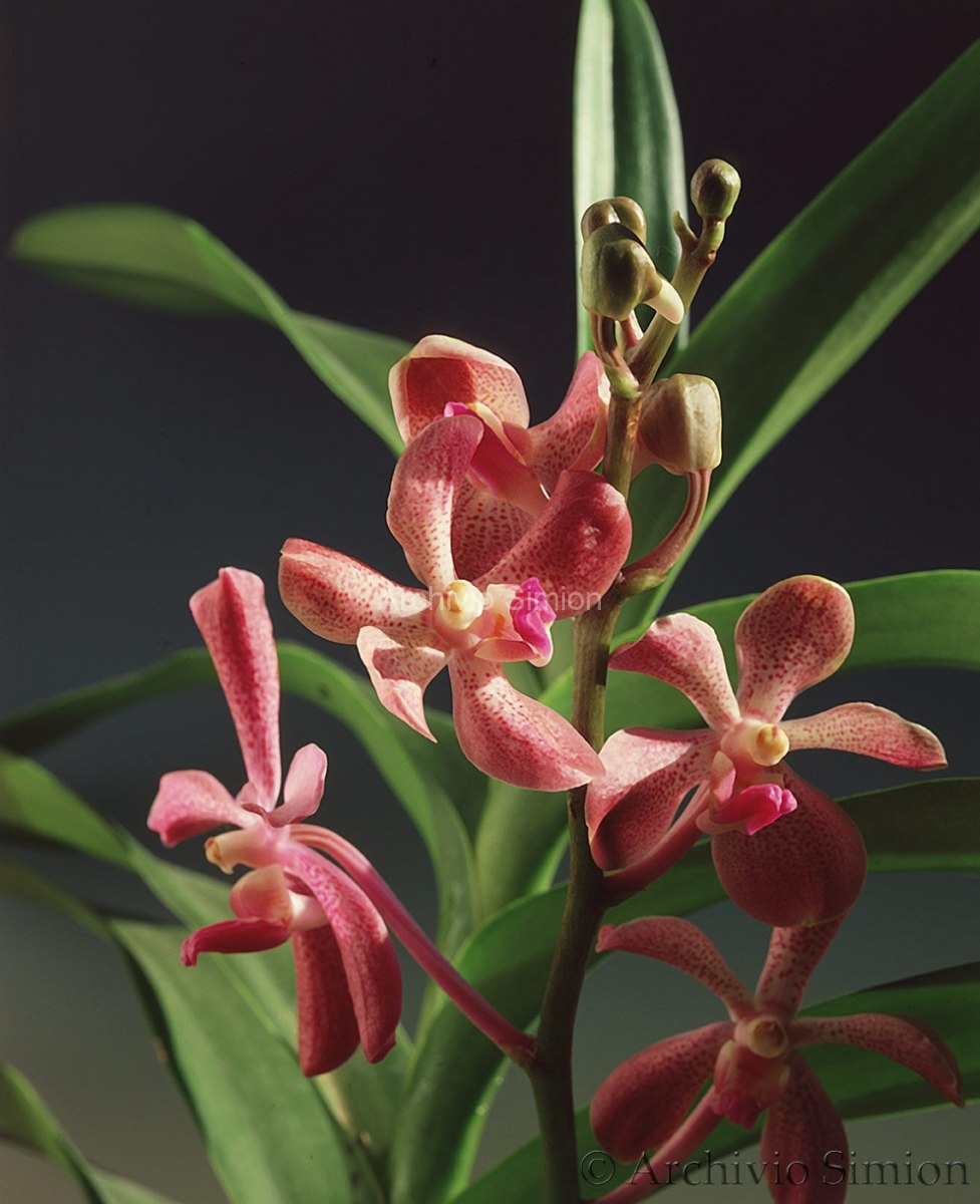 Botanica-fiori-orchidea-91