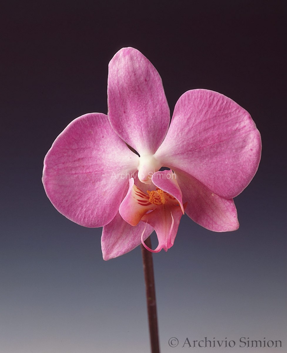 Botanica-fiori-orchidea-93