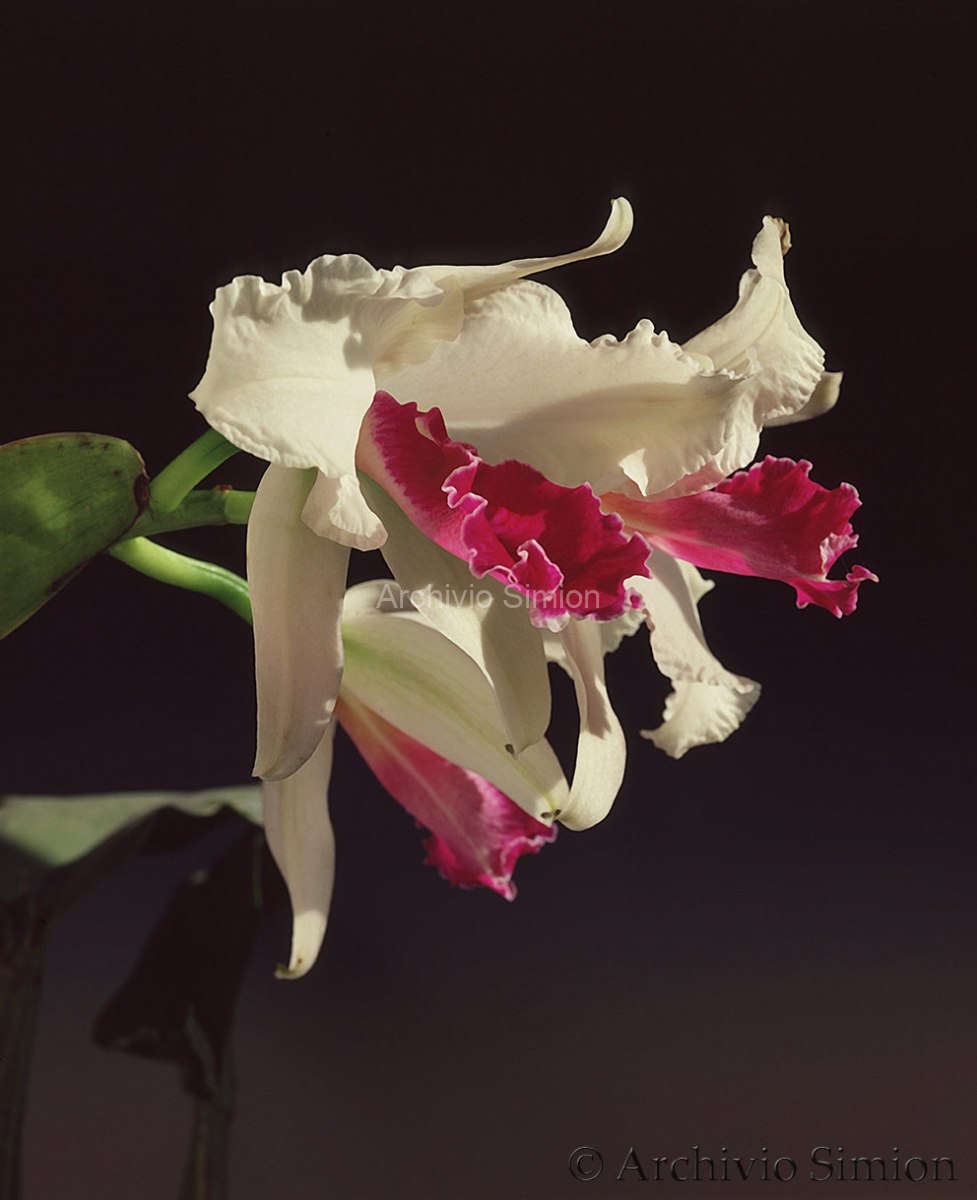 Botanica-fiori-orchidea-96