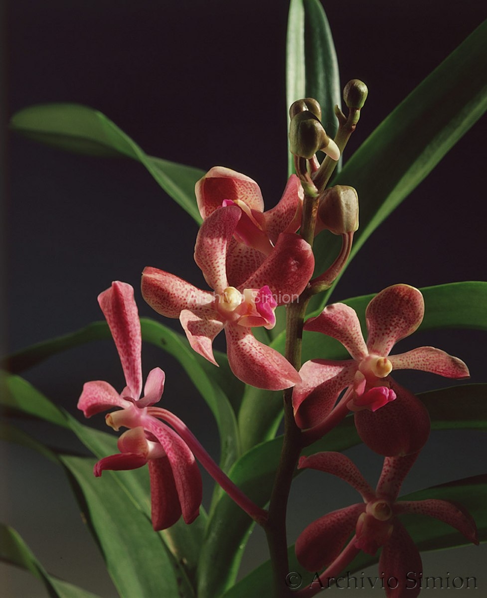 Botanica-fiori-orchidea-98